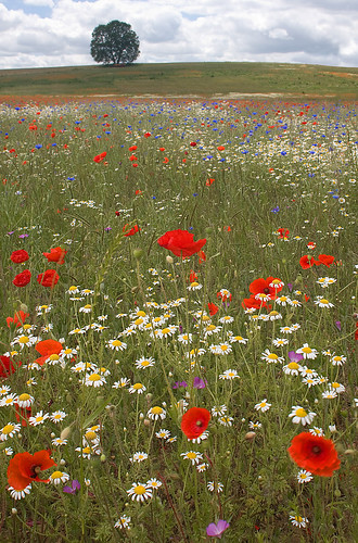 greatbritain flowers red summer england field canon europe unitedkingdom britain poppy gb essex canoneos hydehall canoneos40d canon40d scenicsnotjustlandscapes absolutelystunningscapes stephenstringer steve012345 stephenkennethstringer stevestringer mygearandmepremium mygearandmebronze mygearandmesilver mygearandmegold skstringer stephenkstringer
