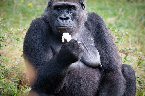 park france animal animals geotagged zoo monkey sitting looking gorilla eating banana 2009 100400mm vienne poitiers lavalléedessinges img4462 canon40d