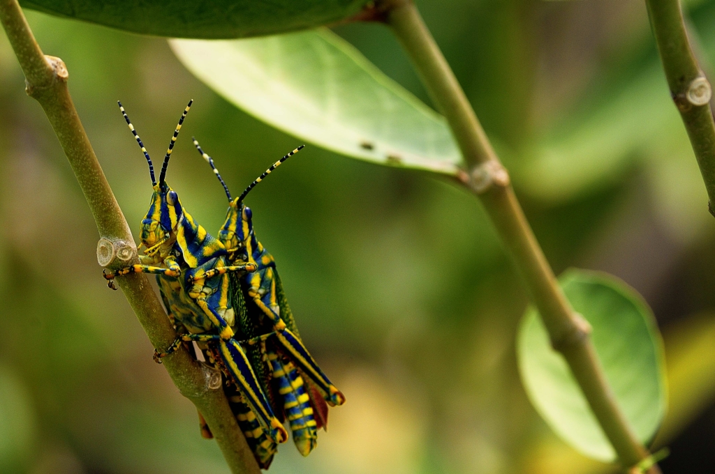Yellow and blue crickets