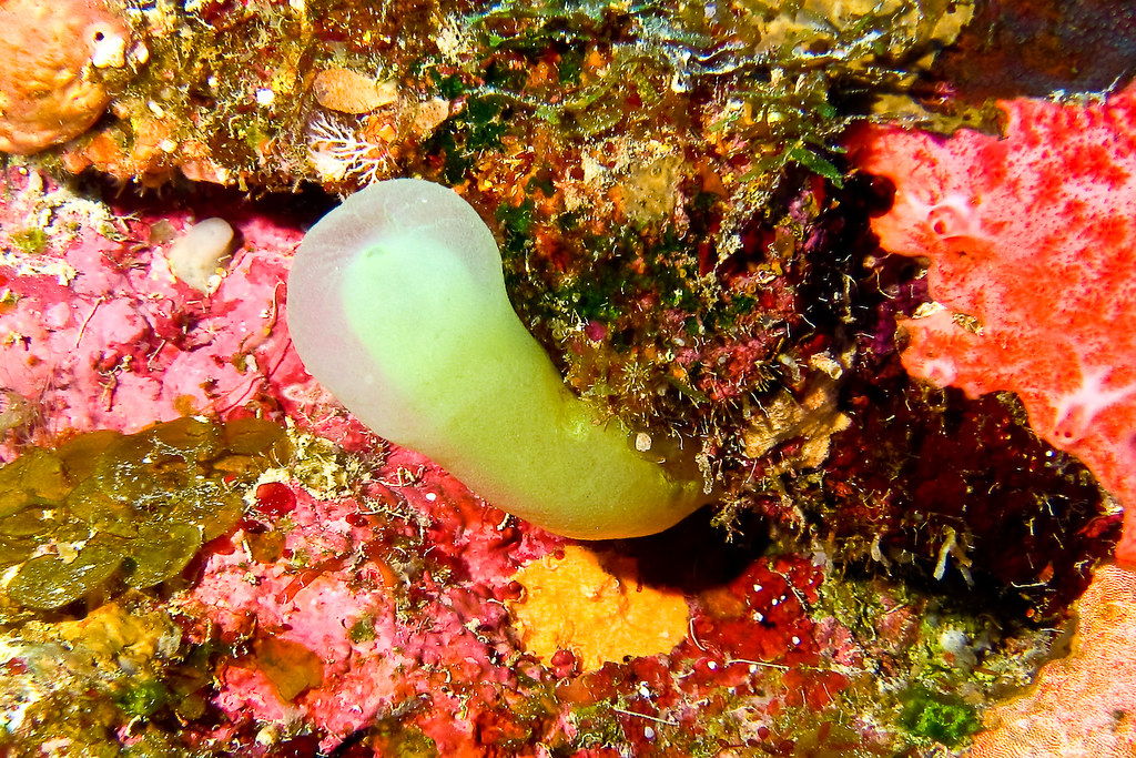 Green Tube Tunicate