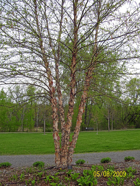 clump of river birch | Flickr - Photo Sharing!