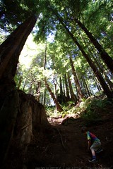 walking in the humboldt redwoods    MG 1161 
