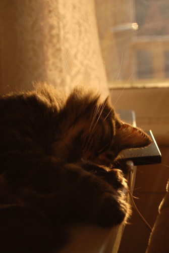 sunset sunlight window cat kitten lace jasmine tabby curtain kitty mainecoon harddrive