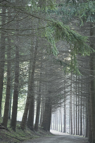 morning trees light brussels sunlight silhouette pine forest sunrise woods belgium evergreen cast rays teveuren