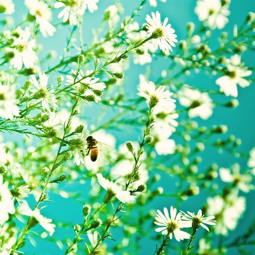 Flowers / Summer / Nature