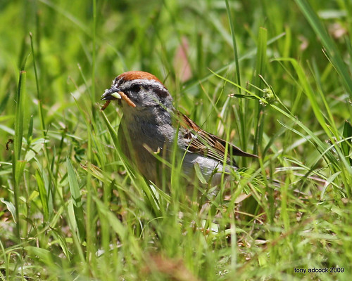 bird nature birds birding sparrow birdwatching avian birdwatcher chippingsparrow canonef40056l