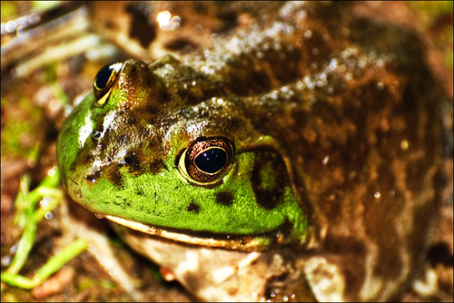 green eye germantown outside nikon wildlife frog d80 nikkor70300mm storybookwinner