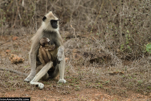 india primate langur westernghats