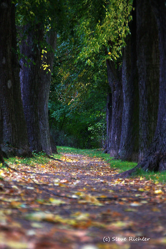 autumn tree way deutschland herbst avenue blätter bäume sachsenanhalt steverichter aschersleben