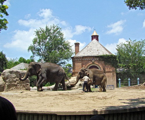 DSC06452 Elephant Walk Audubon Zoo