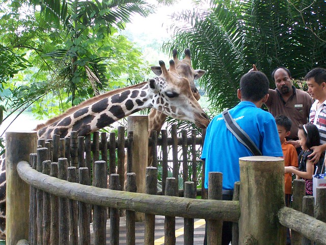 feeding the giraffes