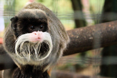 Funny monkey with funny moustache