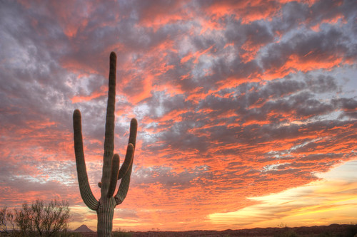 sunset arizona southwest az sw saguaro supreme cloudscapes mywinners mywinner betterthangood goldstaraward
