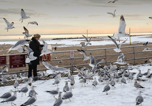 brightonbeach boardwalk seagulls beach sunset brooklyn littlerussia birds littleodessa newyork usa