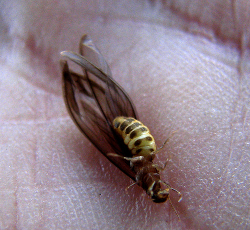 insect us texas swarm termite harlingen