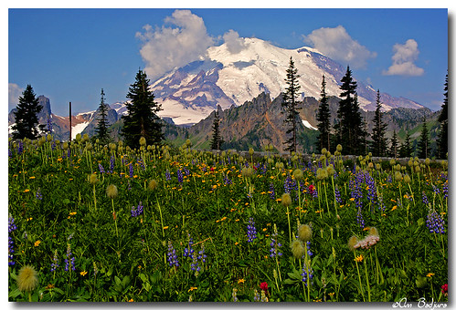 trees summer sky usa mountain snow nature clouds landscape washington nationalpark scenery view sunny glacier mountrainier wildflowers lupin abigfave anawesomeshot theunforgettablepictures
