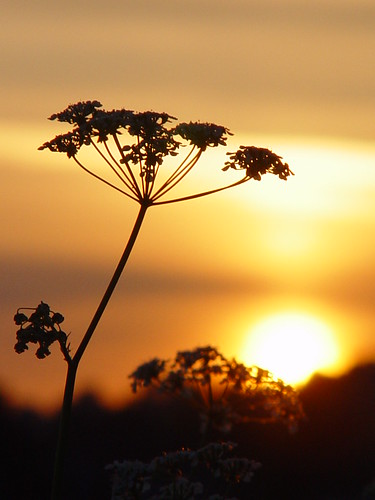sunset silhouette bc britishcolumbia wildflower abbotsford sonydscf707 potofgold