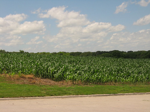 corn cornfield