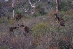 Kangaroos in the grassland