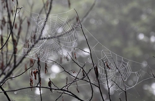 morning trees mist fog forest beads dewdrops woods bokeh patterns branches web spiderweb dew strands mortonarboretum