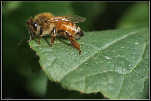 Apis mellifera - דבורת הדבש