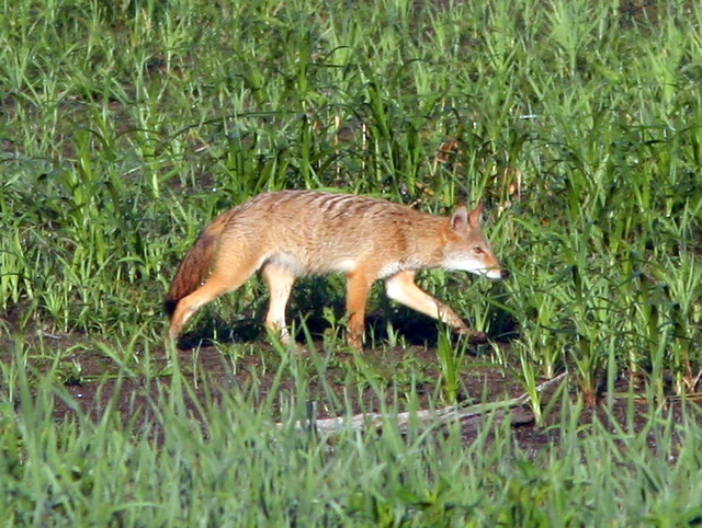 Coyote 20090813