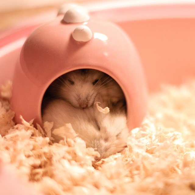 crazy hamsters! - a gallery on Flickr