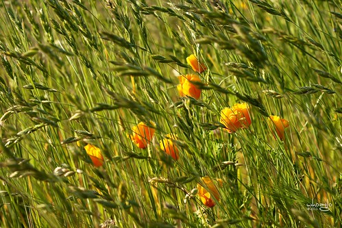 field pasture poppy poppies grasses wildflowers goldenpoppy californiagoldenpoppy