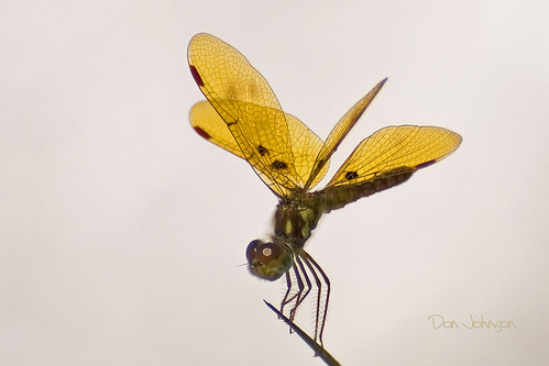 dragonfly eljobean harborlake