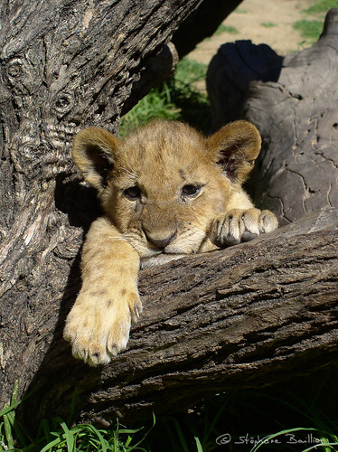 africa cute cub wildlife lion zimbabwe rtw lioncub antelopepark roundtheworld gweru specanimal flickrbigcats rtw2003