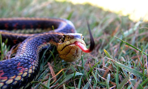 garter snake western redsided