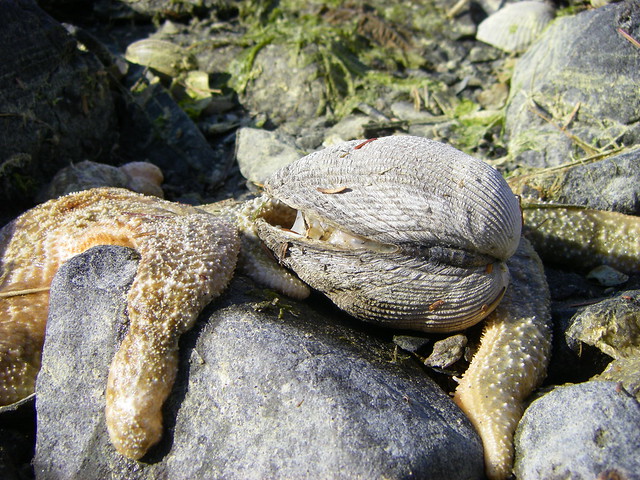 Starfish Eating a Clam