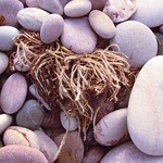 Seaweed-in-Pebbles on Pebbles