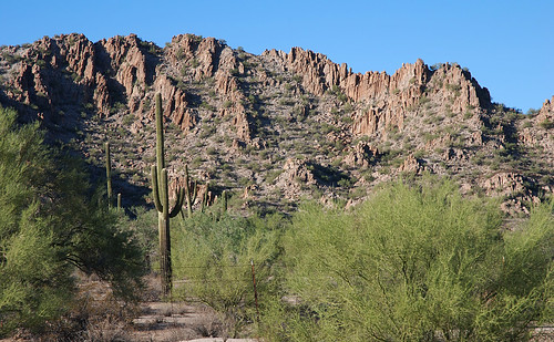 arizona saguaro paloverde sonorandesertnationalmonument