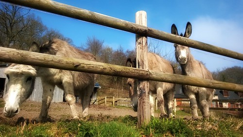 countryside donkey campagne ane