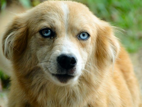 dog pretty blueeyes indiana canine shelby gentle lawrencecounty purgeprotected p195 twinbridgesroad mixedeyes dschx1
