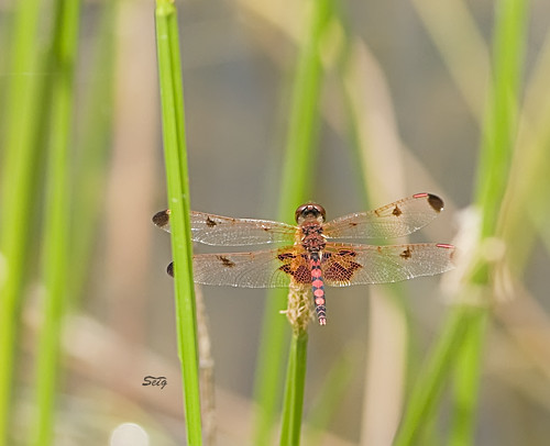flickr dragonflies insects skimmers