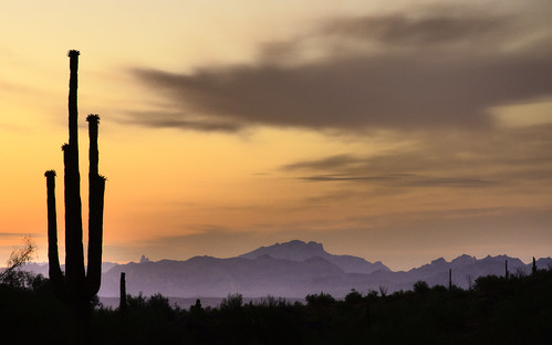 arizona sunrise dawn desert saguaro saguarocactus fountainhills