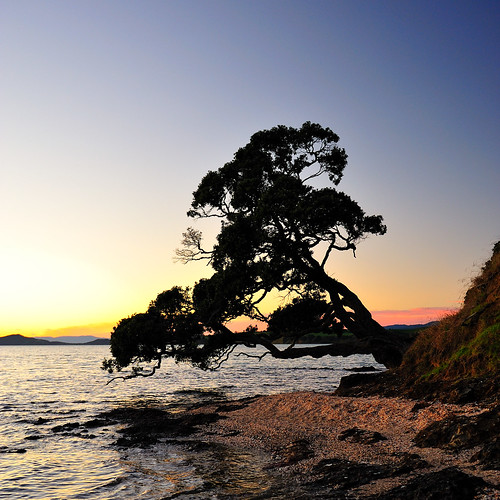 ocean newzealand sky sun tree beach water sunrise sand rocks auckland maraetai aotearoa
