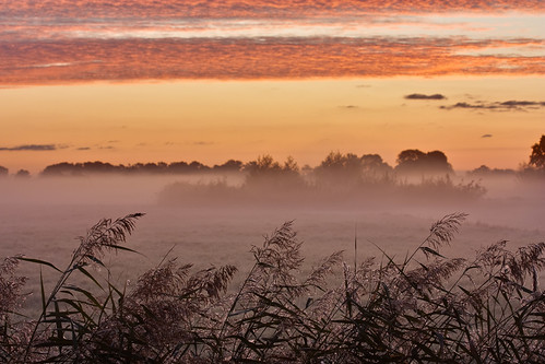 morning autumn mist sunrise herfst thenetherlands nl polder rood riet weiland oranje amstelveen zonsopgang northholland
