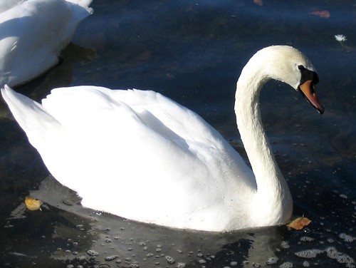 france bird swan amiens cygne birdwatcher