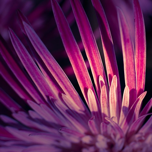 africa pink sunlight macro sunrise giant tube gerbera daisy extension photocillin ef25mm