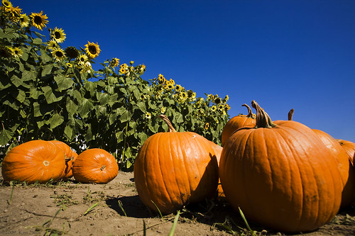 california color canon outdoors pumpkins autumncolors socal canondslr calpolypomona adifferentpointofview canon1740f4lusmgroup theenchantedcarousel kenszok afhht