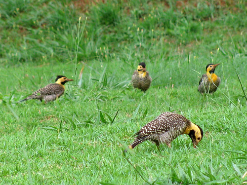 family bird nature canon woodpecker natureza group powershot família ave grupo picapau sx110