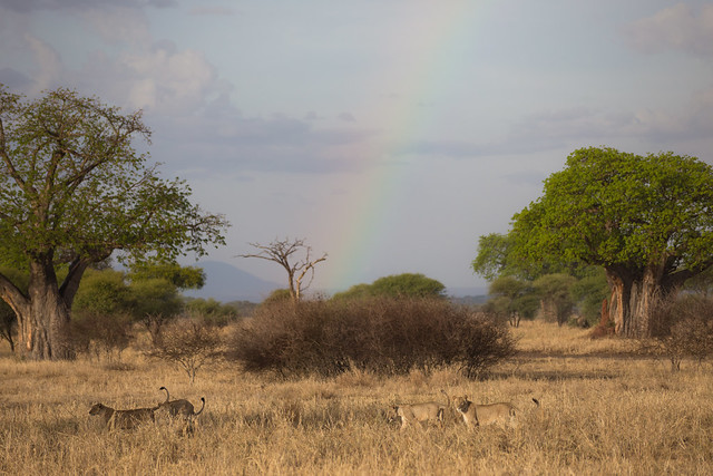 Lions Beneath a Rainbow at Sunset