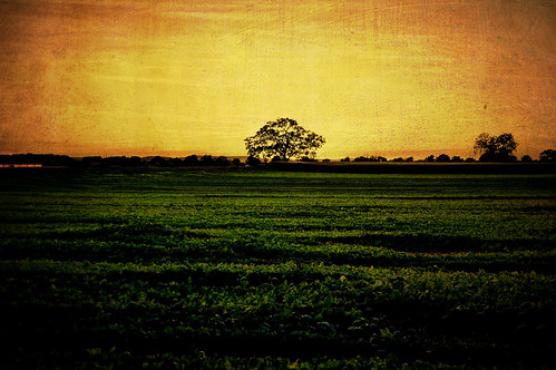 tree green texture nature field image frame goldensky goldandgreen bildnis abbild treeinfield abbilddernatur