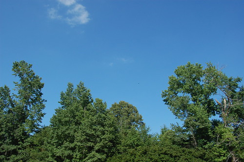 blue trees sky weather mississippi landscape bluesky treeline southernlife