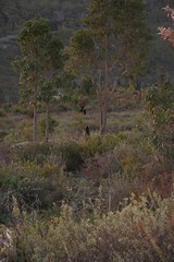 Kangaroos in the grassland