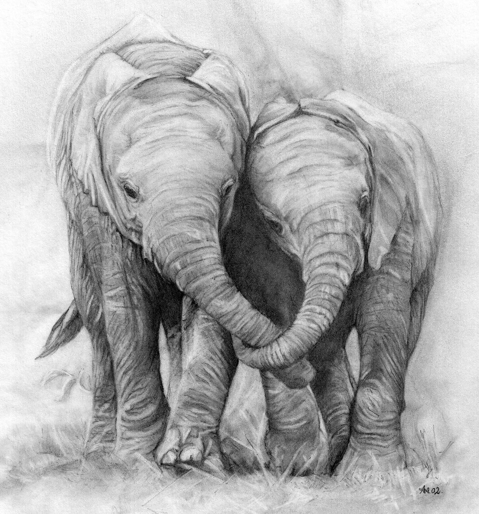 Elephants. Pencil drawing - a photo on Flickriver Realistic Drawings Of Elephants