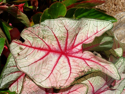Caladium leaf, with water drops, Billy Graham library